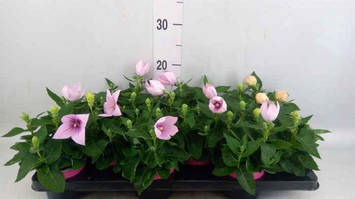 <h4>Platycodon grand. 'Astra Pink'</h4>