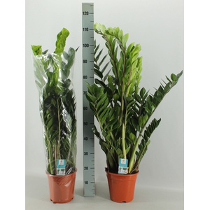 ZAMIO ZAMIIFOLIA