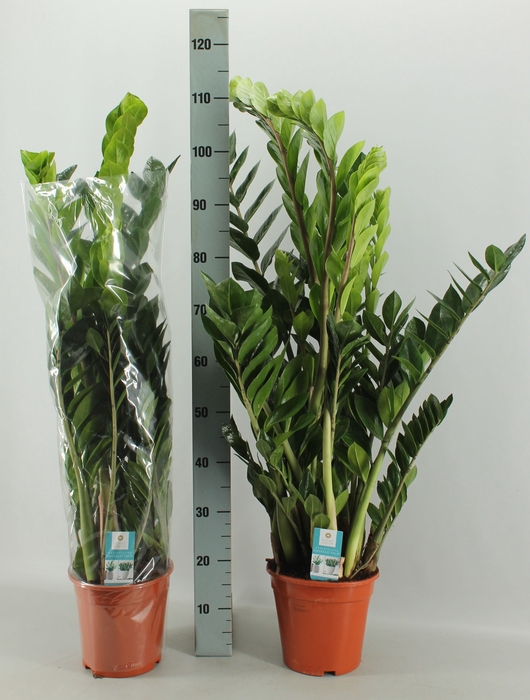 <h4>ZAMIO ZAMIIFOLIA</h4>