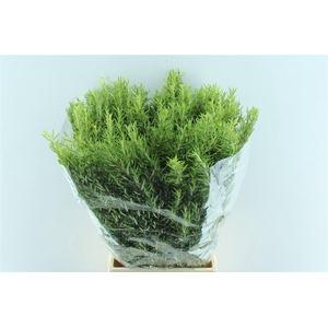 Rosmarinus Officinalis