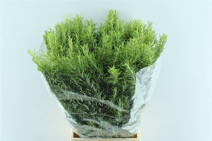 <h4>Rosmarinus Officinalis</h4>