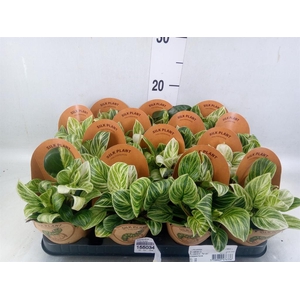 Philodendron ...