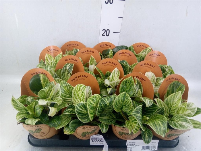 <h4>Philodendron   ...</h4>