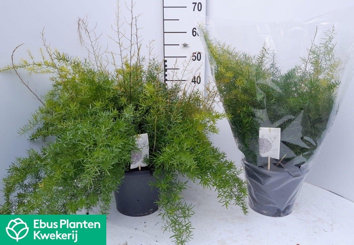 <h4>ASPAR D SPRENGERI</h4>