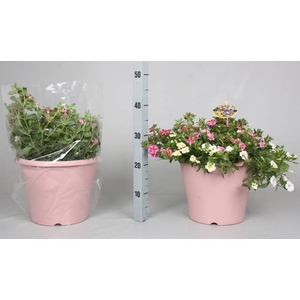 CALIB MINIF GEM POT