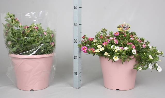 <h4>CALIB MINIF GEM POT</h4>