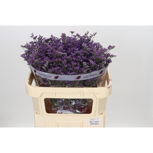 Limonium ov Shooting Star