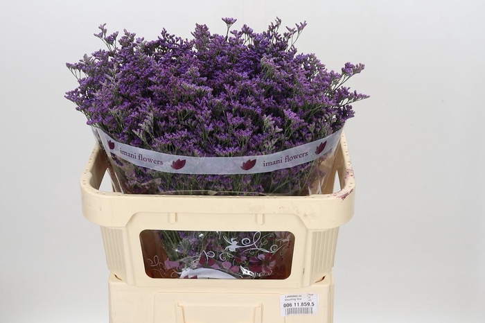 <h4>Limonium ov Shooting Star</h4>