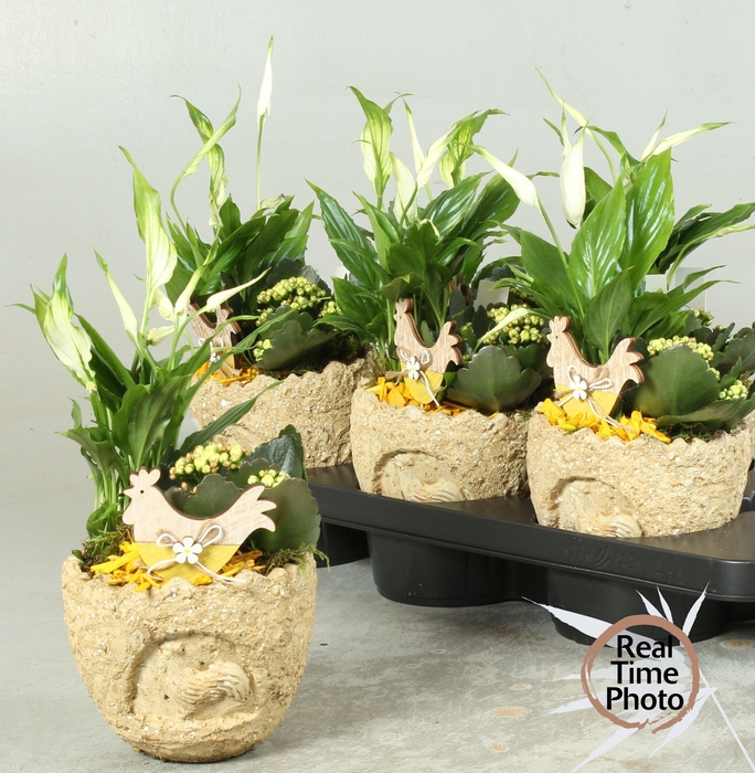 <h4>ARR KAMERPL</h4>