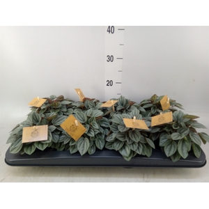 Peperomia  'Napoli Nights'