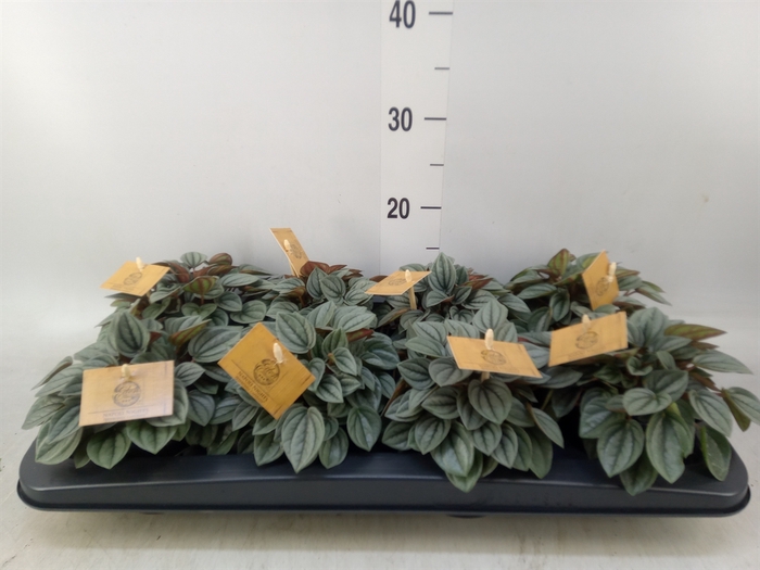 <h4>Peperomia  'Napoli Nights'</h4>