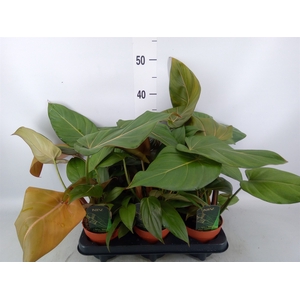 Philodendron   ...