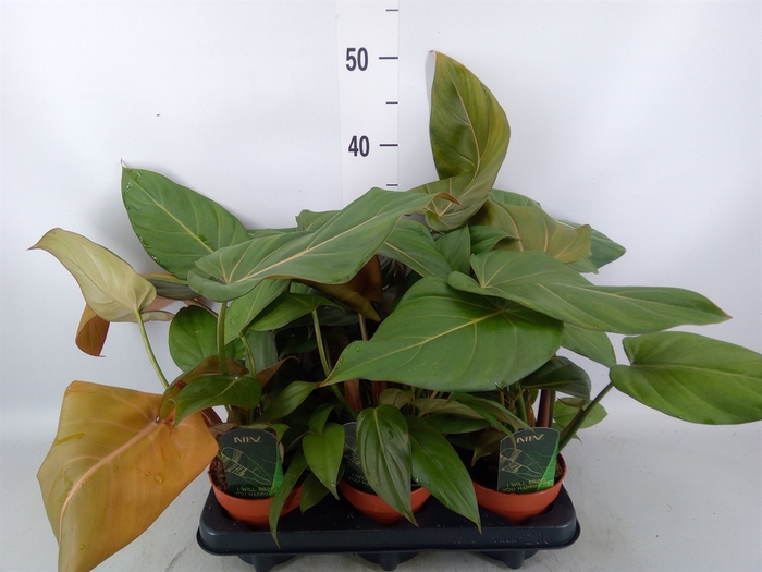 <h4>Philodendron   ...</h4>