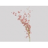 ONCIDIUM SHARRY BABY 040 CM