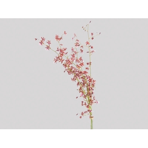 ONCIDIUM SHARRY BABY 040 CM