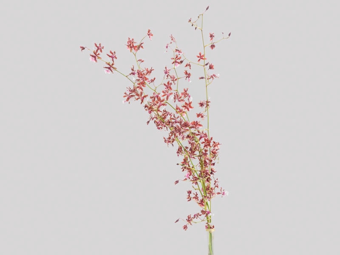 <h4>ONCIDIUM SHARRY BABY 080 CM</h4>