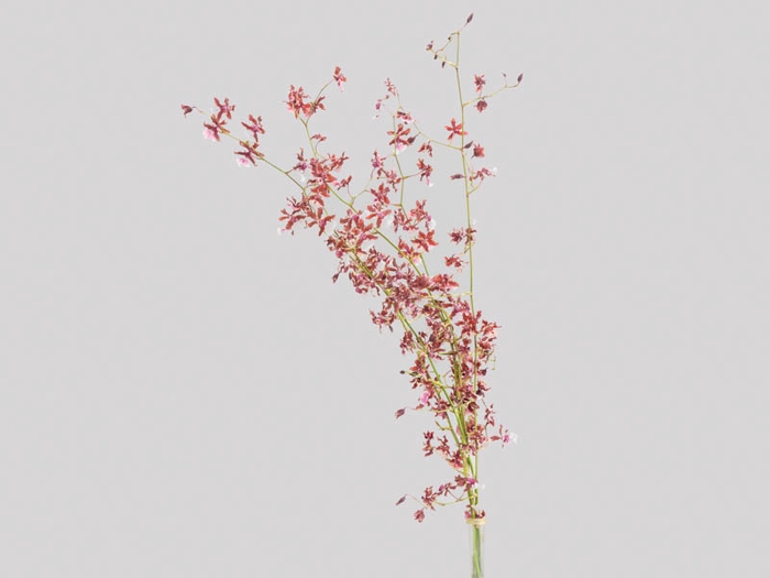 ONCIDIUM SHARRY BABY 060 CM