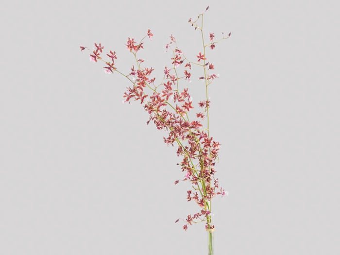 ONCIDIUM SHARRY BABY 040 CM