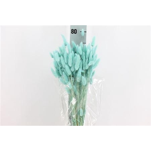 Dried Lagurus Bleached Light Blue Bs
