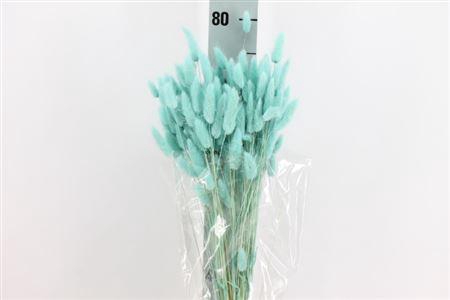 <h4>Dried Lagurus Bleached Light Blue Bs</h4>