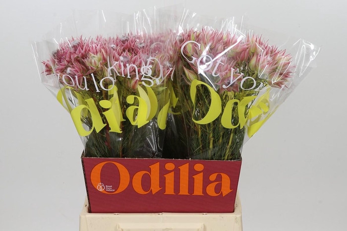 <h4>Blushing Bride Pink 6/9 Flowers</h4>