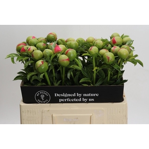 Paeonia Coral Sunset