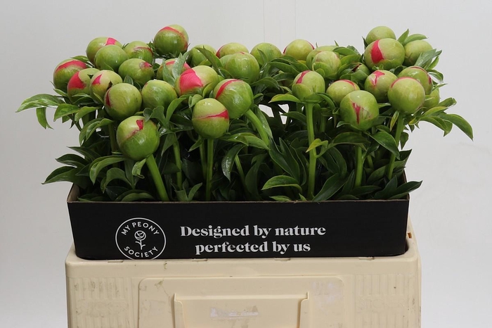 <h4>Paeonia Coral Sunset</h4>