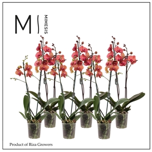 Phalaenopsis Orange 2 spike - 12cm | Mimesis