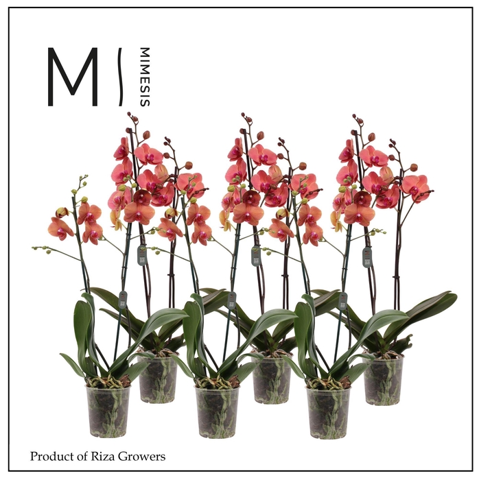 <h4>Phalaenopsis Orange 2 spike - 12cm | Mimesis</h4>