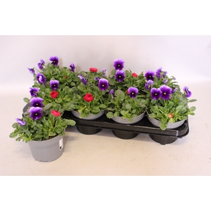 Viola Bellis 13 cm Beaconsfield, Red