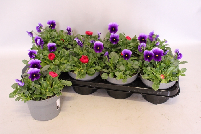 <h4>Viola Bellis 13 cm Beaconsfield, Red</h4>