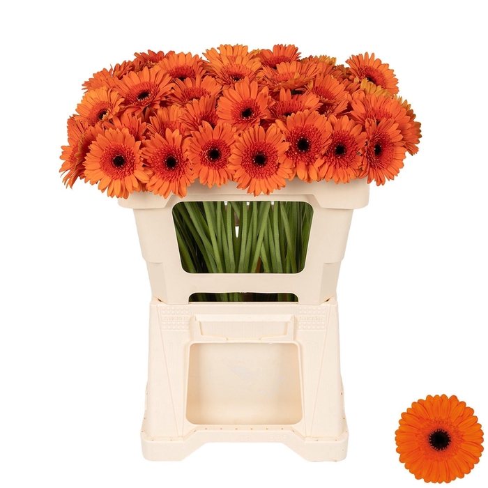 <h4>GE MI CARAMBA</h4>