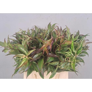 Leucothoe Rainbow Groen