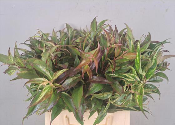 <h4>Leucothoe Rainbow Groen</h4>