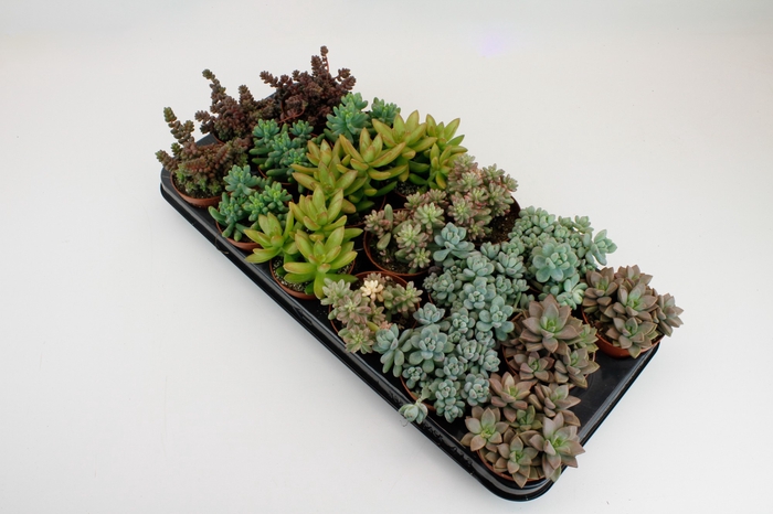 <h4>Sedum Gemengd</h4>