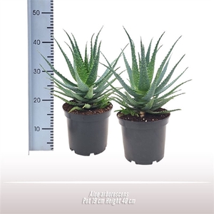 Aloe arborescens