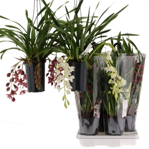 mix cascade 5-7 tak 2 kleuren