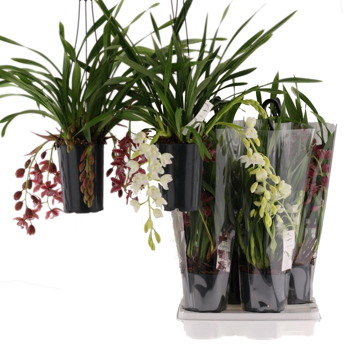 <h4>mix cascade 5-7 tak 2 kleuren</h4>