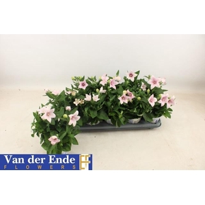Platyco Gr Pst Pink