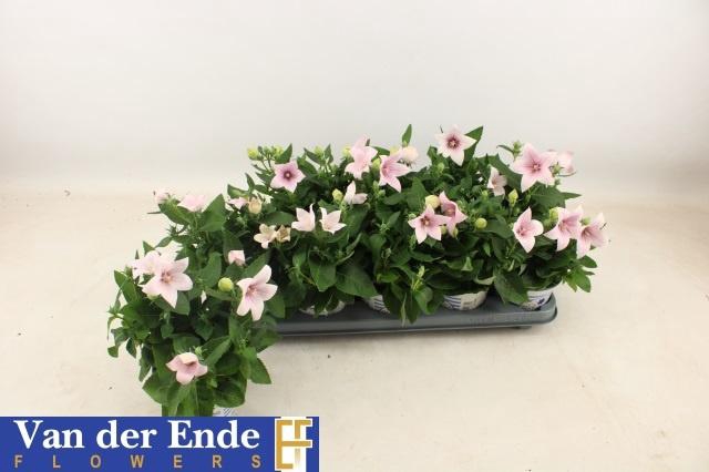 <h4>Platyco Gr Pst Pink</h4>