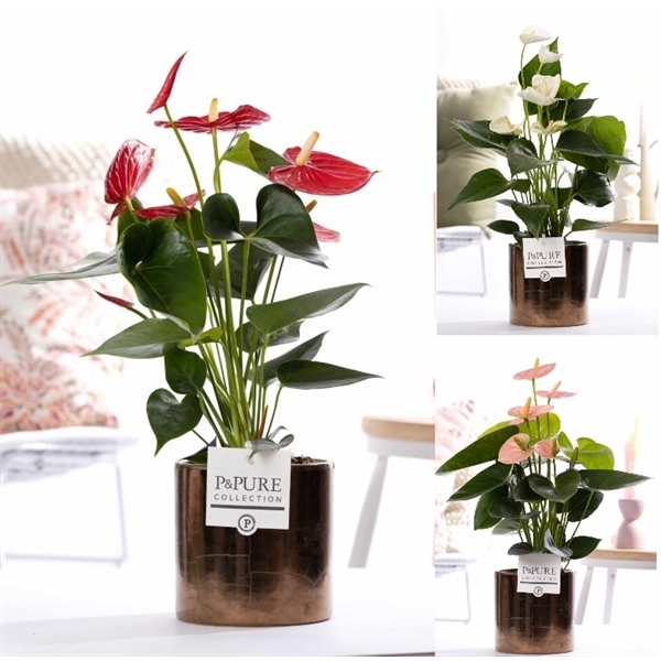 <h4>Anthurium mix in P&PURE Juliette gold bronze</h4>