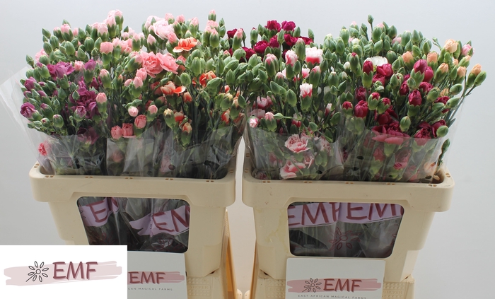 <h4>DI TR GEM IN FUST</h4>