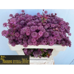 ASTR PURPLE SENSATIO