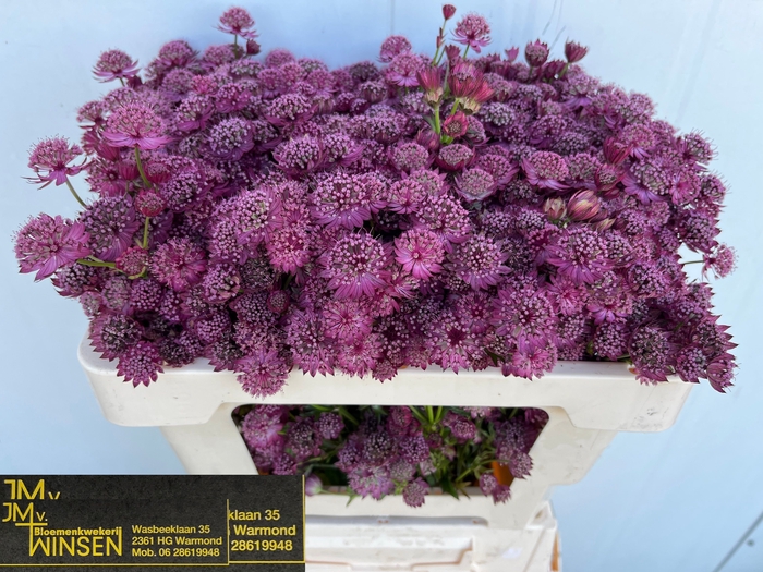 <h4>ASTR PURPLE SENSATIO</h4>