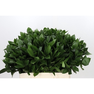 RUSCUS HYPOPHYLLUM