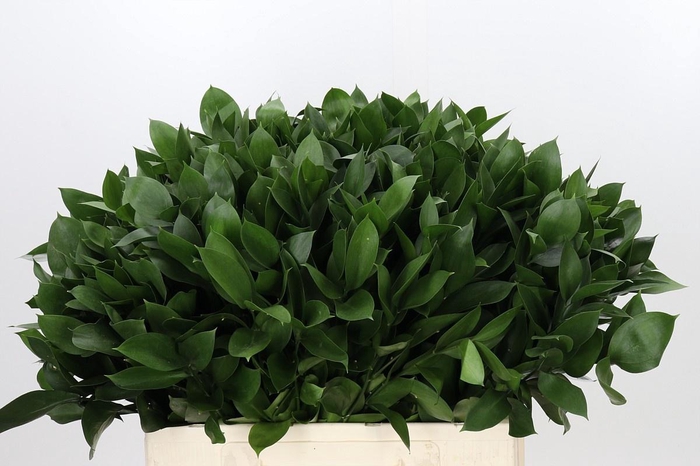 <h4>RUSCUS HYPOPHYLLUM</h4>