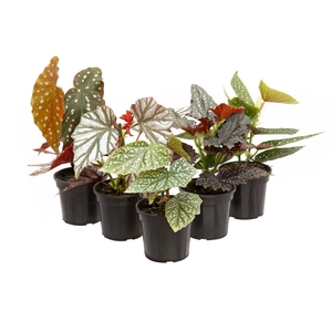 BEGONIA KANE P13 VARIADO