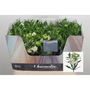 Alst Fl Charme Blanc