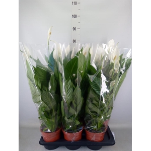 Spathiphyllum  'Verdi'