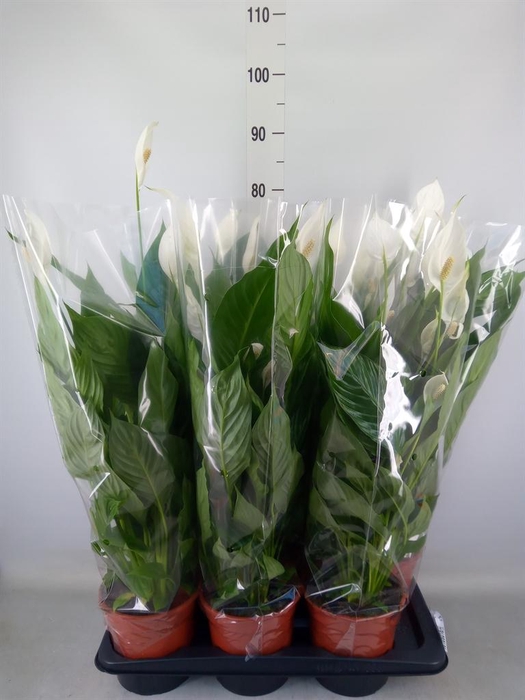 <h4>Spathiphyllum  'Verdi'</h4>